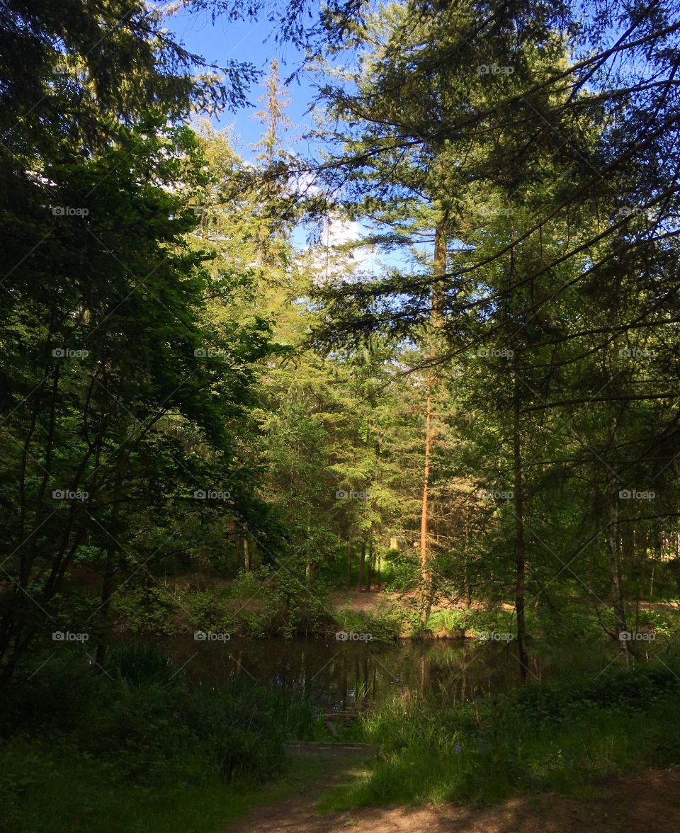 Tree canopy around pond in Longleat forest