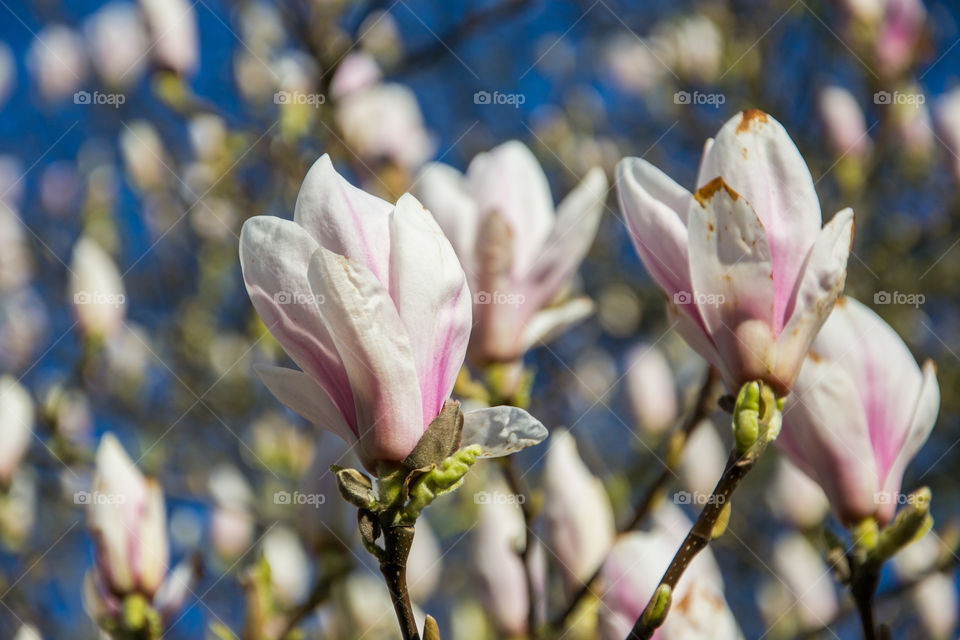 Magnolia flowers in a park in Lund Sweden.