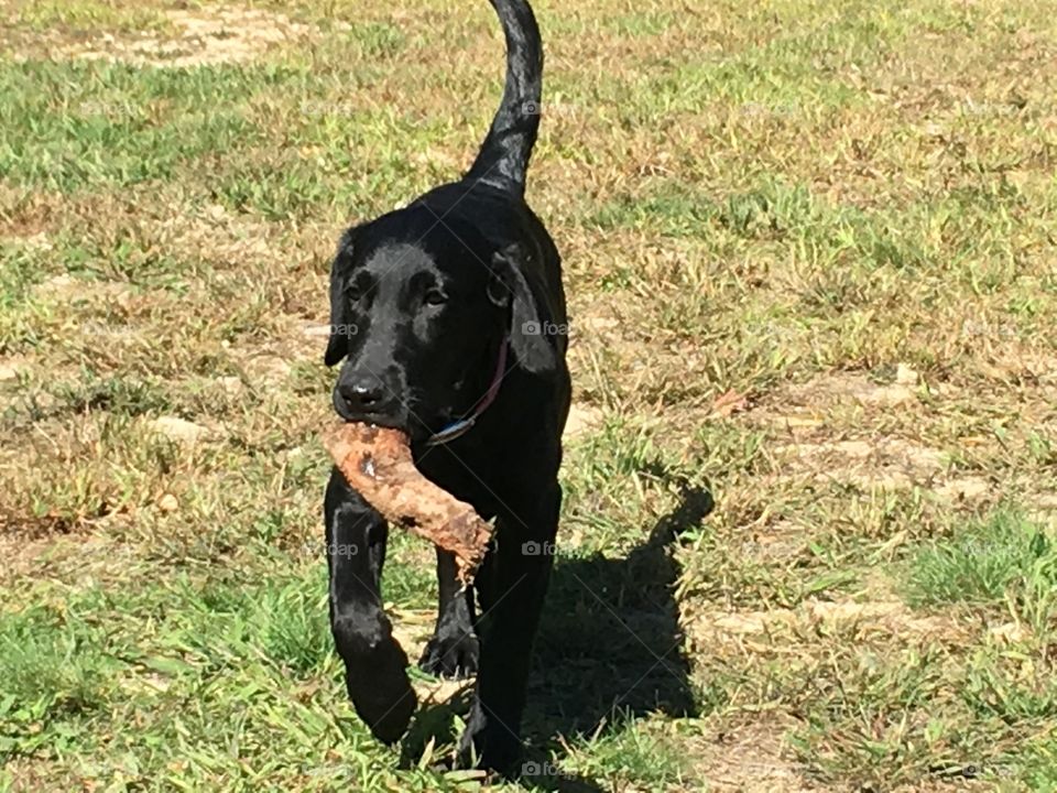 Black Lab Kimber