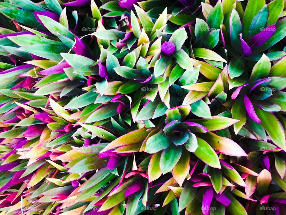 Tropical foliage - tradescantia