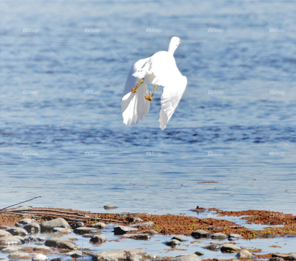 a white heron flapping its wings flying away