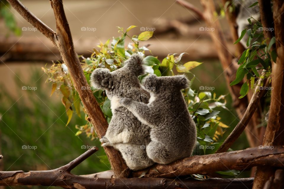 Koala baby