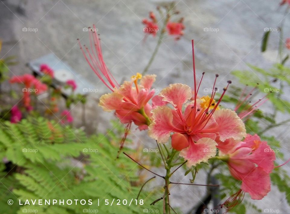 This picture of a flower was taken at Leyte Philippines. I don't actually know what is it called but isn't it beautiful?