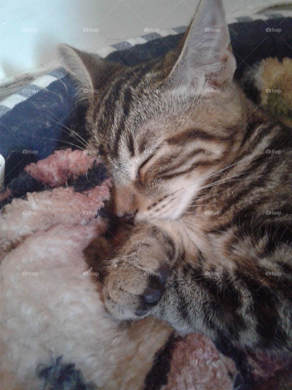 gatinho dormindo em sua cama