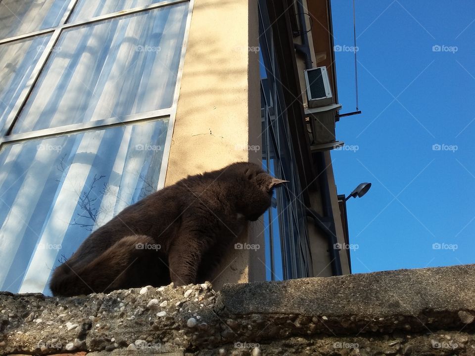 cat peeking at on window sill