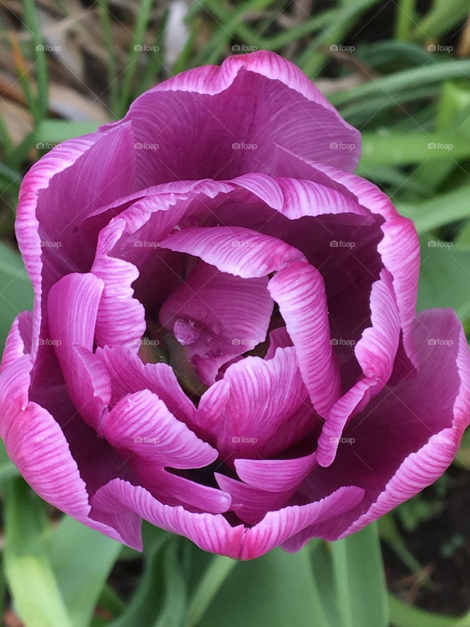 Fancy pink tulip face with rain drop Jewel