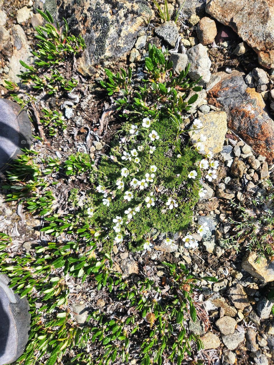 White flowers with yellow middles growing in the Canadian North