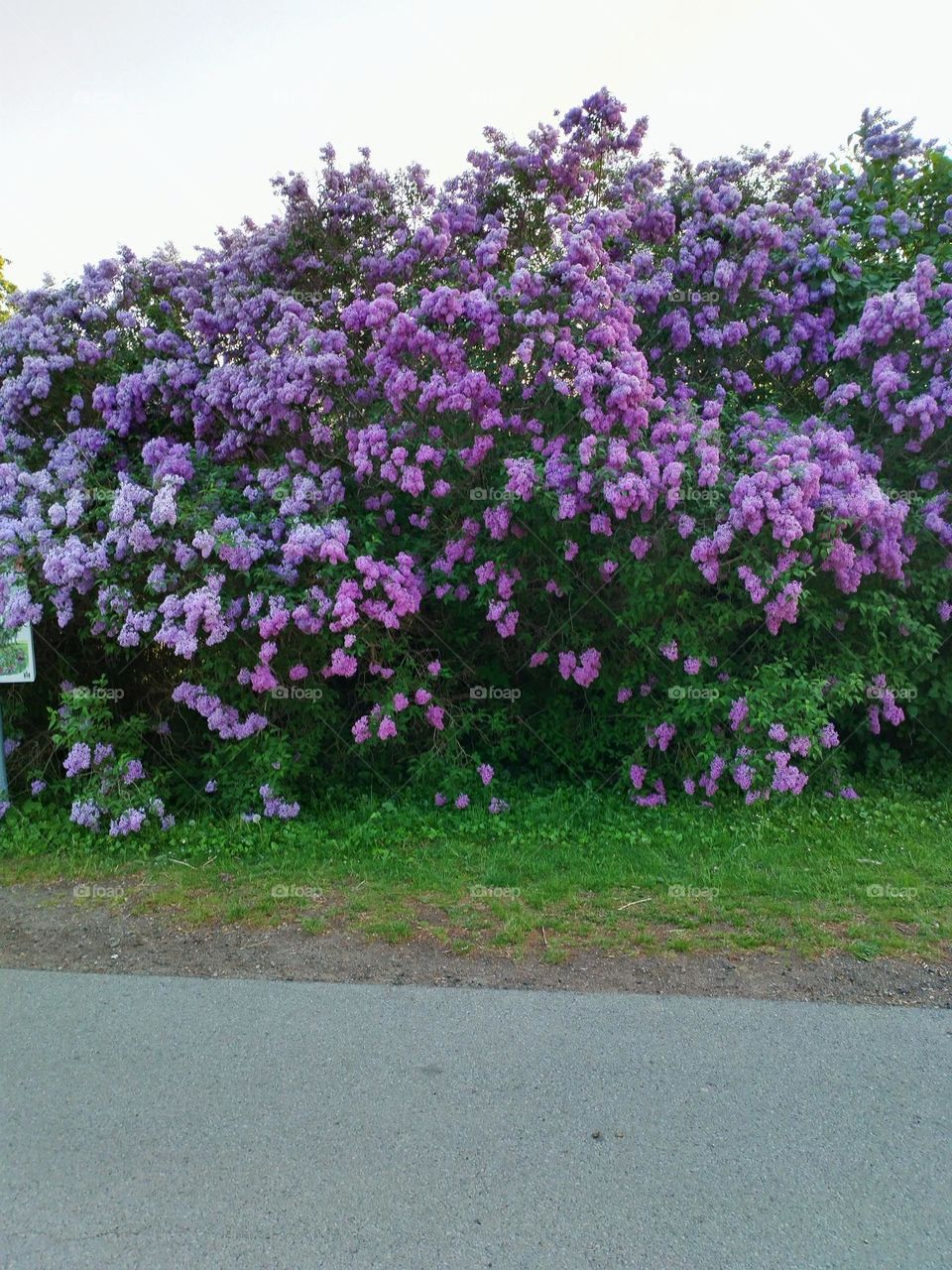 Urban nature- plants