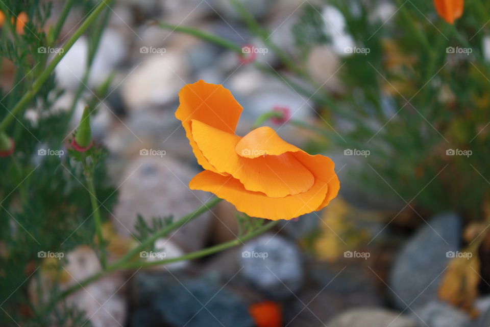 California orange Poppy flower with its petals closed and overlapping each other. Photo taken on an overcast day