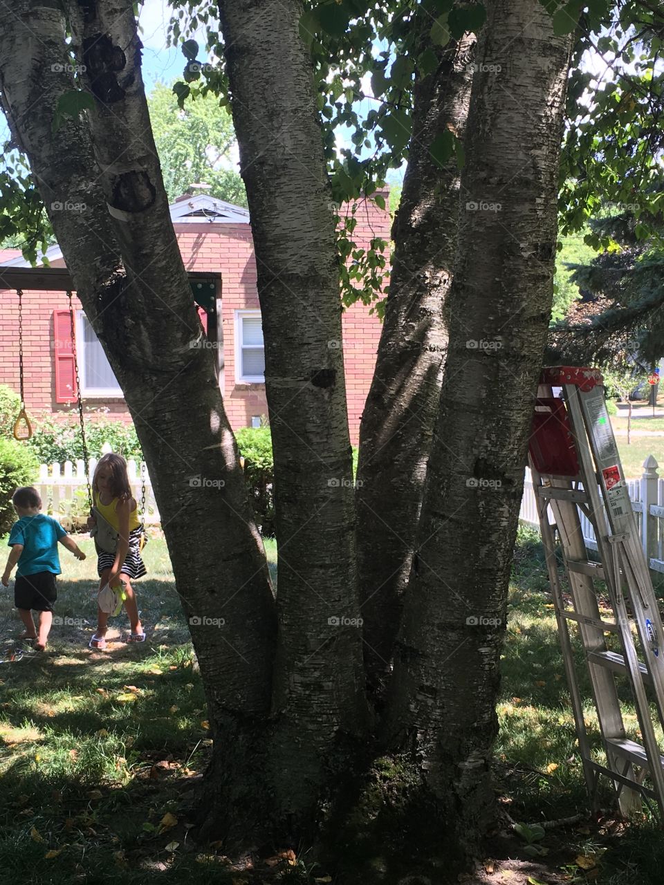 Birch tree in the backyard