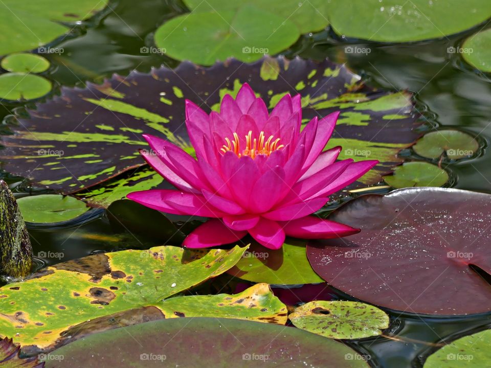 Colorful Water lily which are well-known for their distinctive lily pads as well as their showy flowers. The flowers, seeds, and rhizomes are edible raw or cooked.