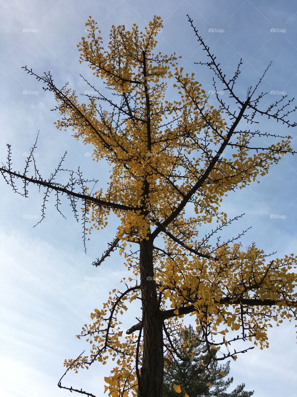 Gingko tree