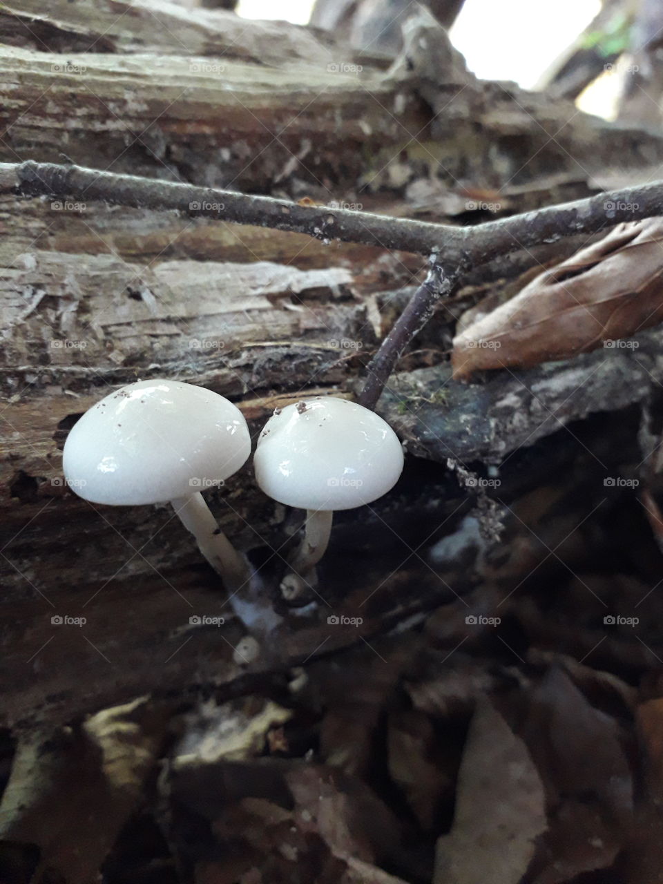 Crystal Mushrooms growing from a piece of rotting wood