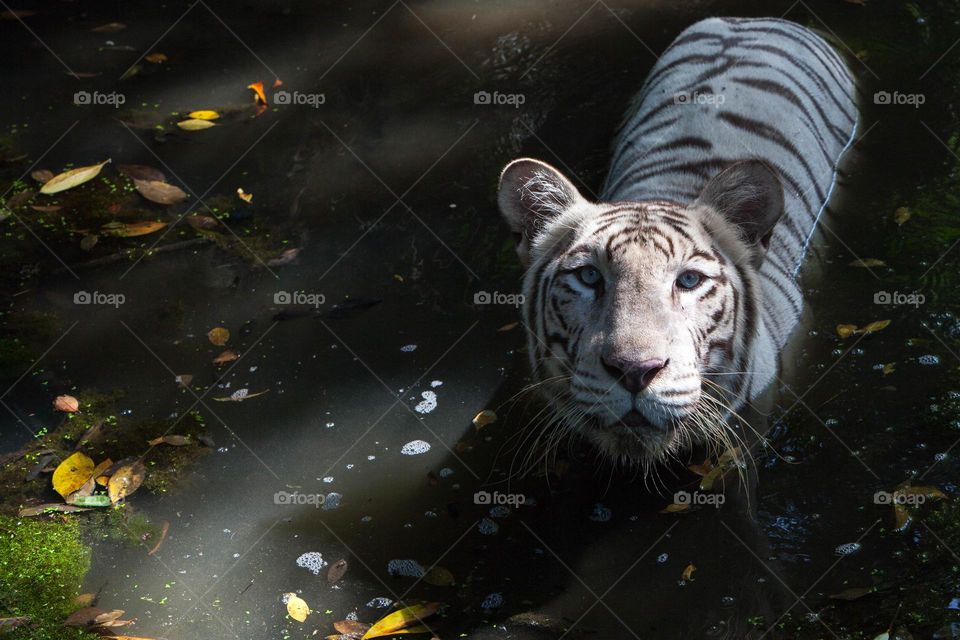 white tiger