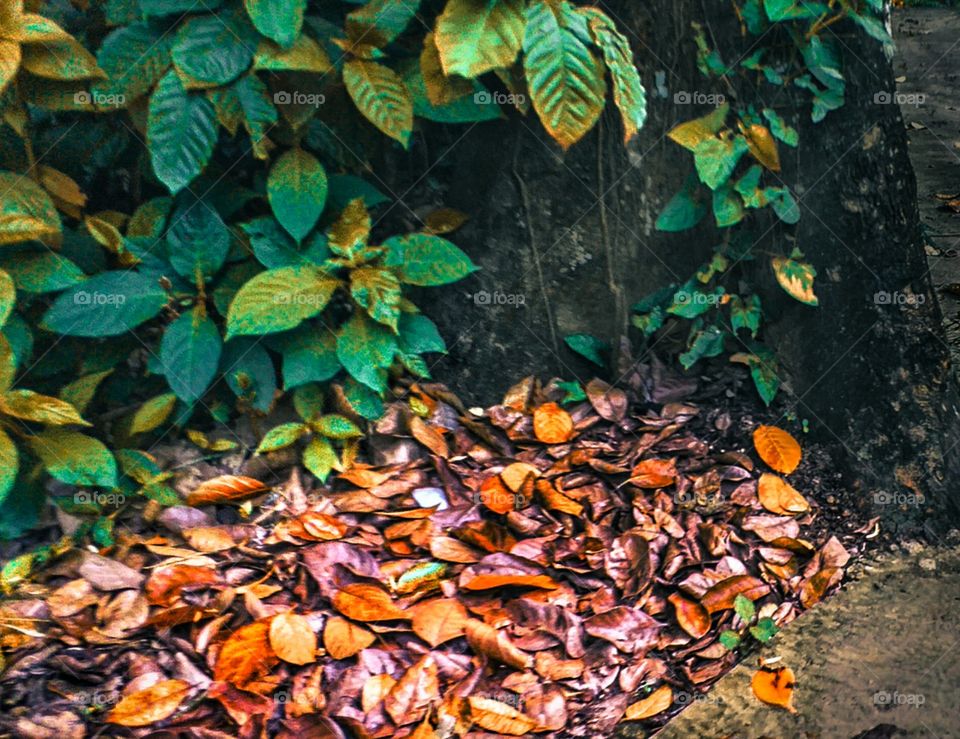 dried leaves in bottom of the tree