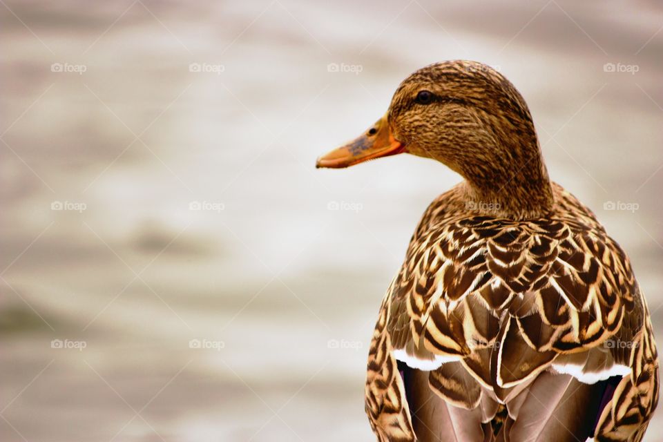 Close-up of mallard duck