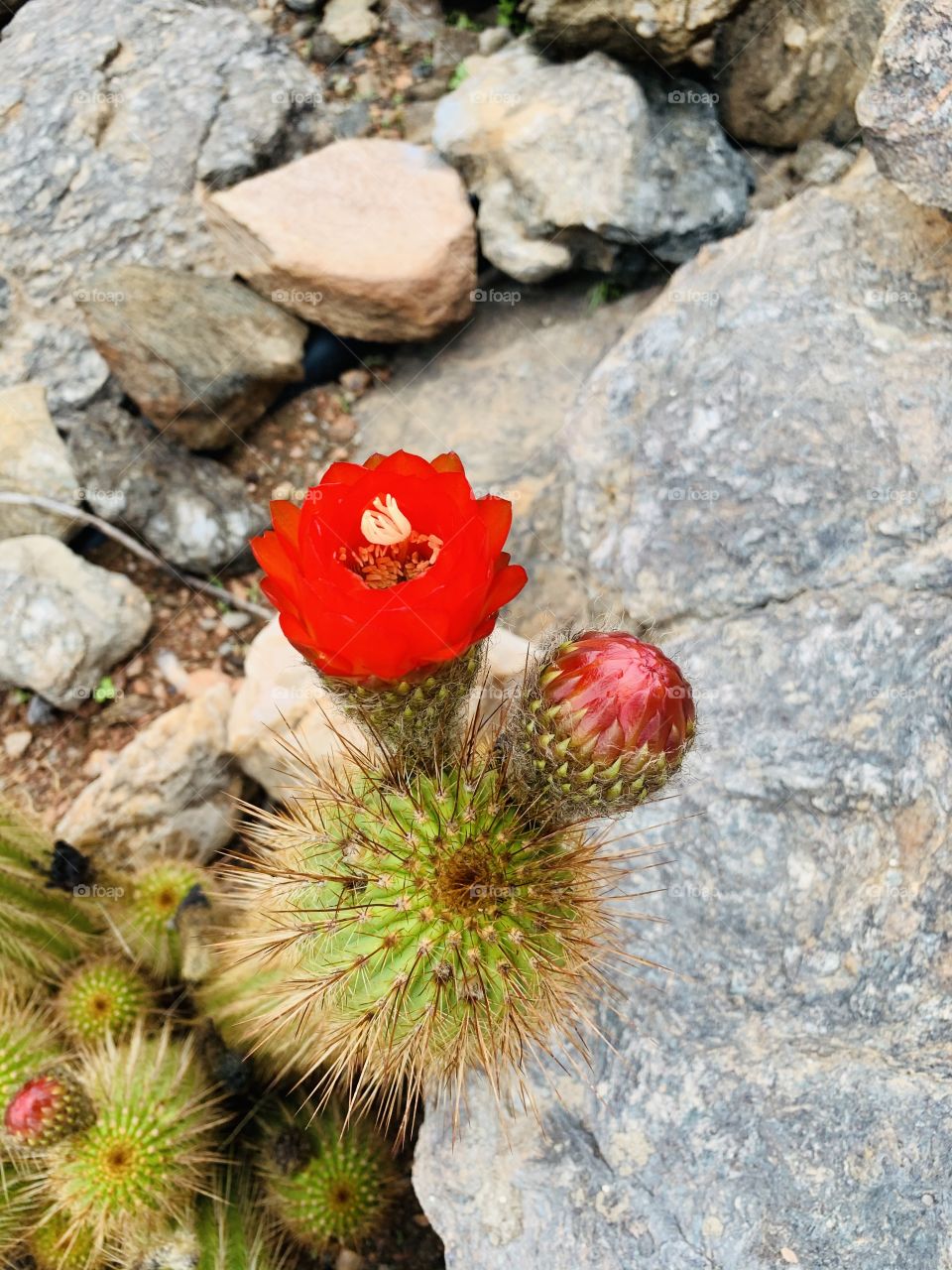 Thorny plants are bear beautiful flowers