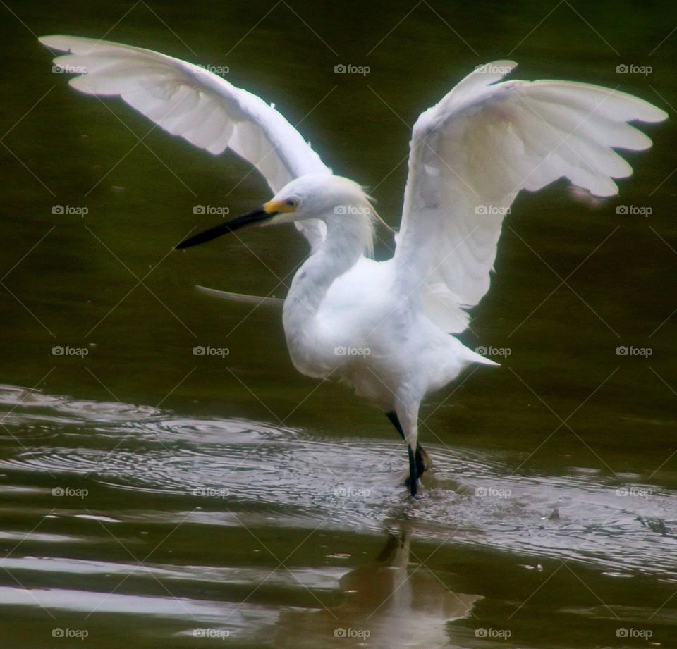 Snowy Egret Scaring Fish into Movement
