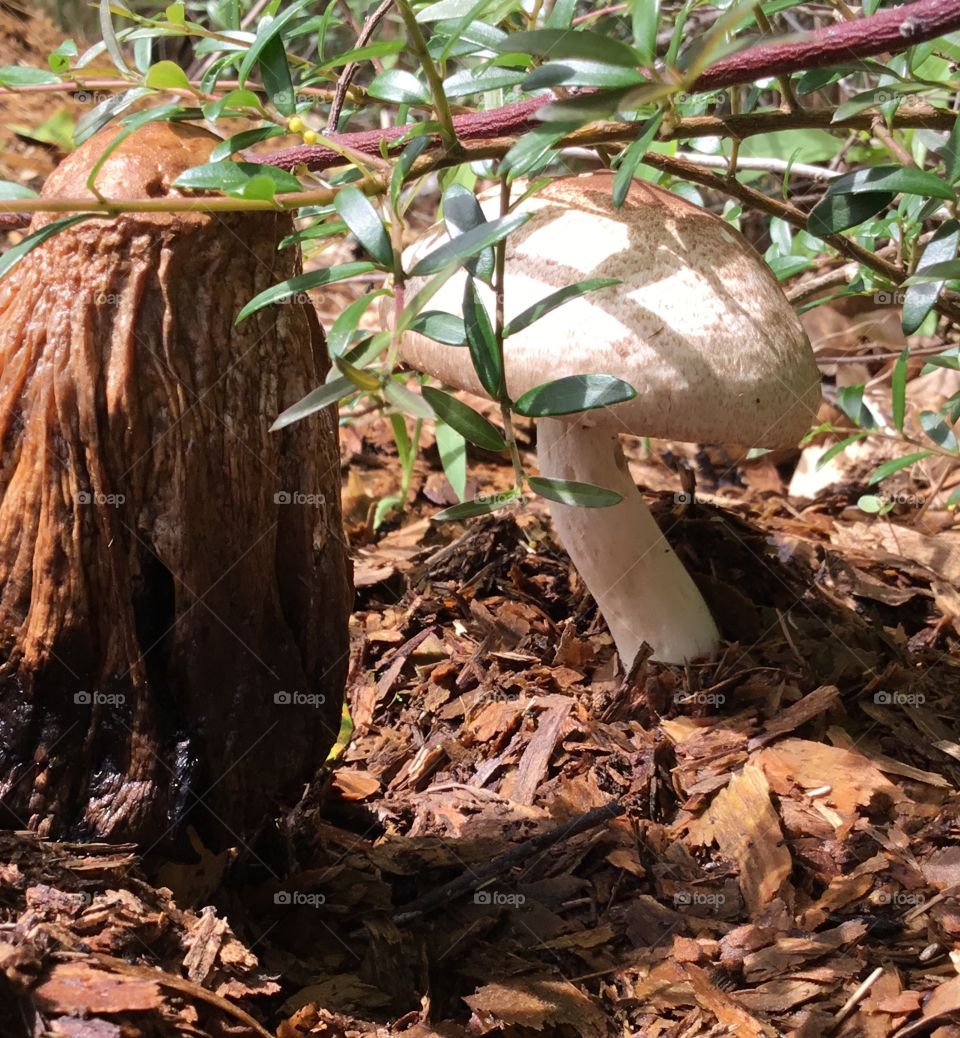 A mushroom alone and growing quietly in a hidden area nestled in the South Georgia woods. 