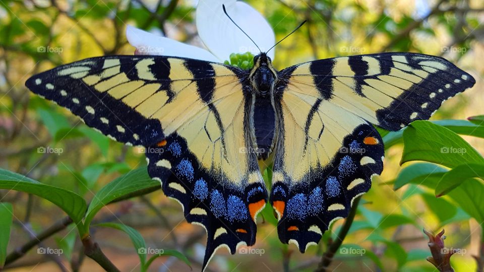 colorful butterfly