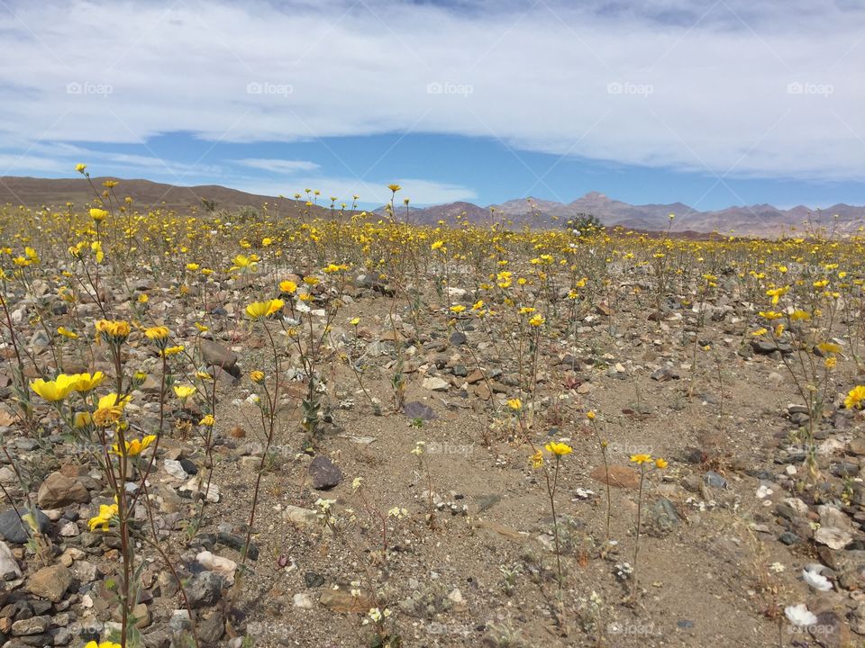 Bloom in Death Valley 