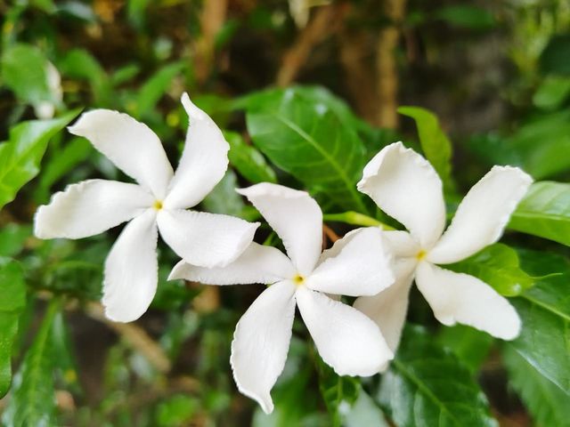white flowers