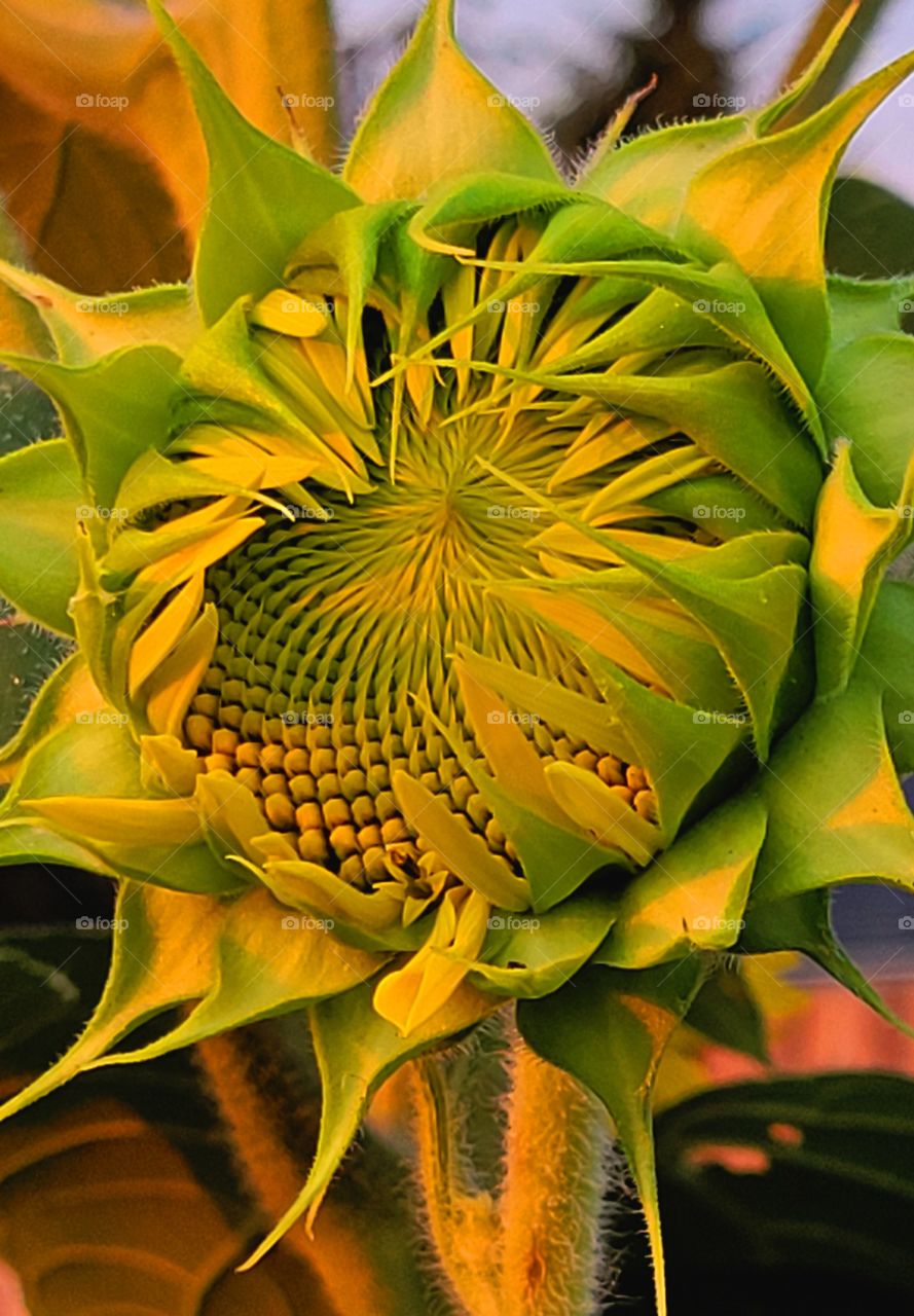 Sunflower budding in the light of a sunset