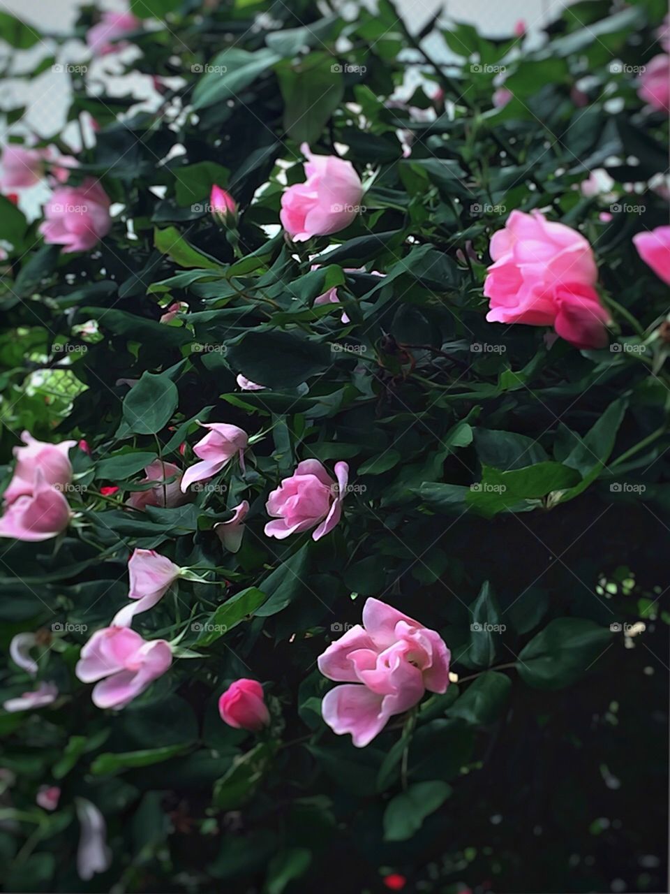 Pink Roses-Dewitt Clinton Park, Manhattan, New York City. Instagram,@PennyPeronto