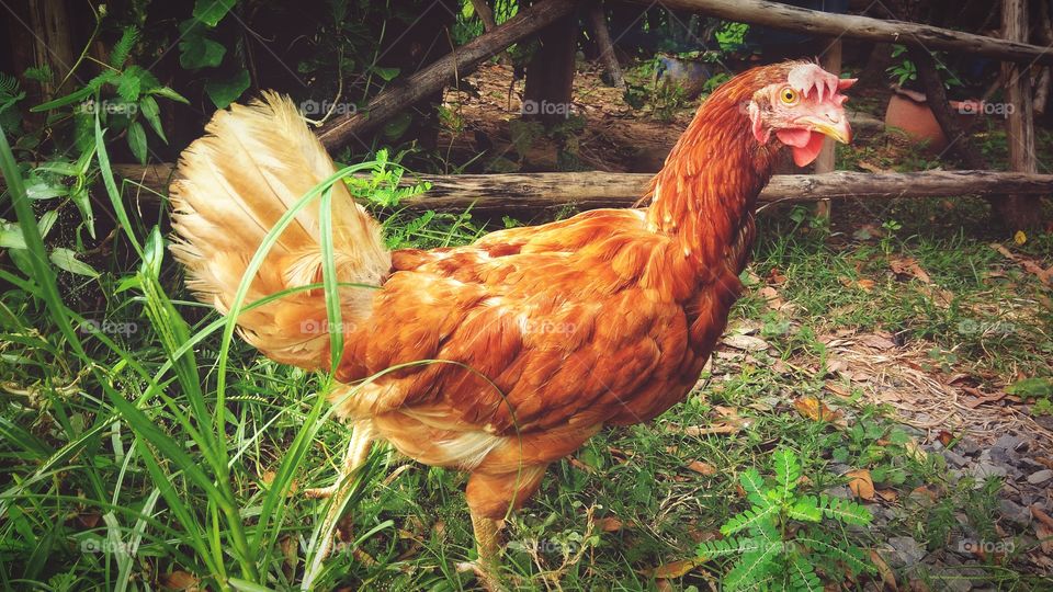 One chicken in the farm