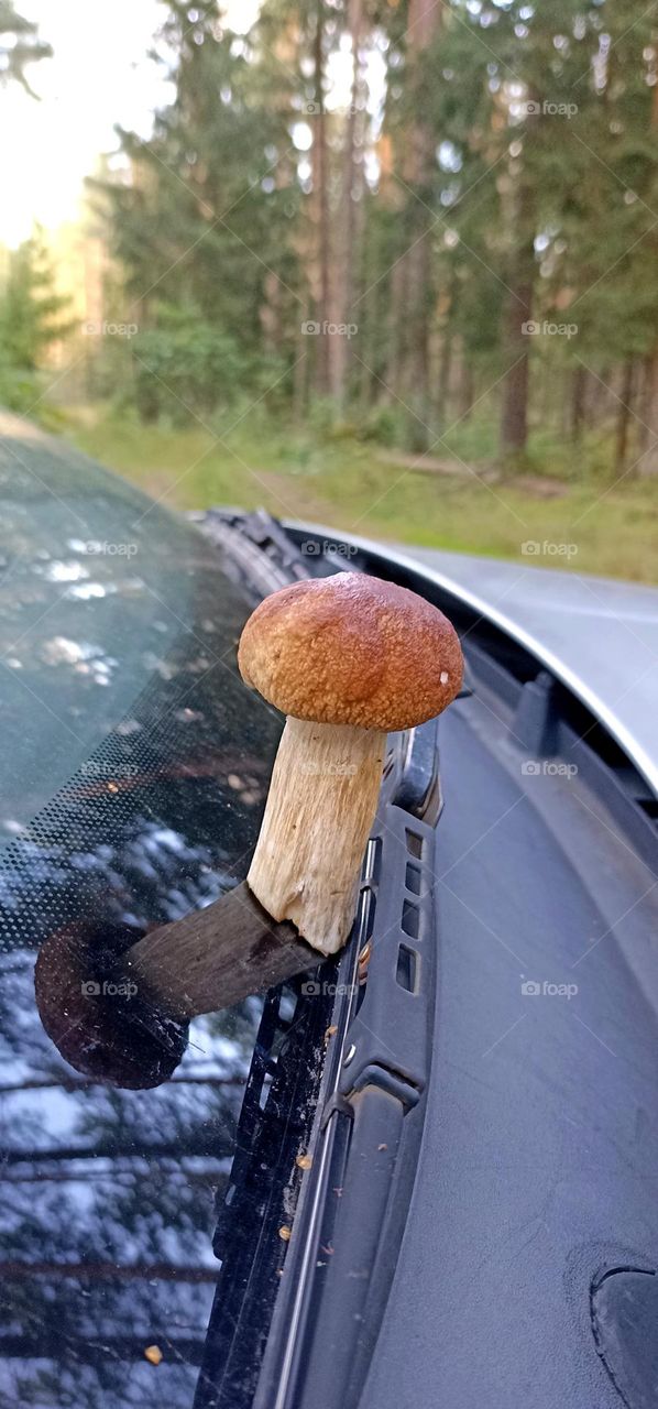 boletus on a car in the forest beautiful landscape summer time