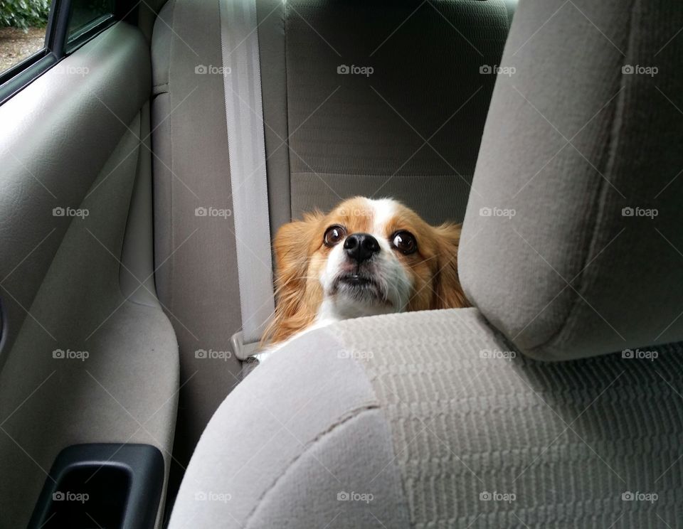 Papillion Looking Over a Car seat