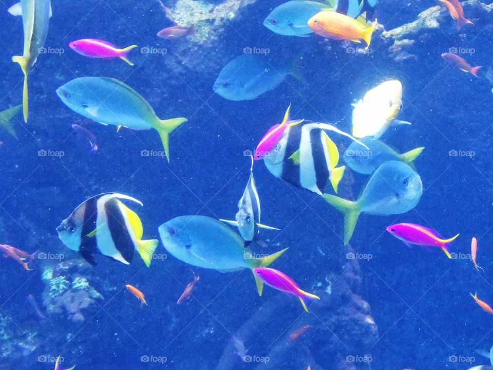 Colorful Tropical Fish. Underwater Biodiversity
