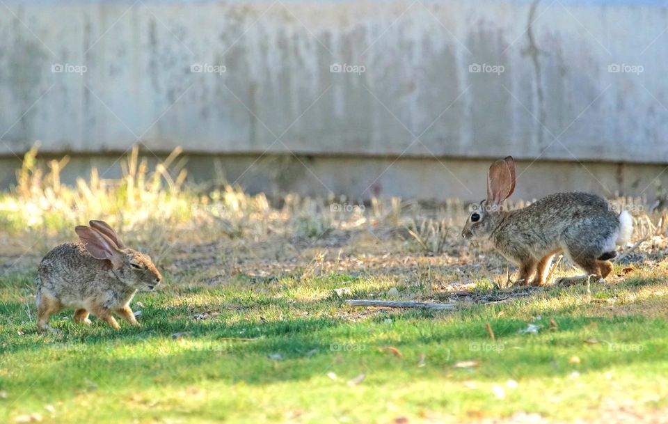 Wild jackrabbits square off in a Arizona park, seemingly territorial and making their displeasure clear