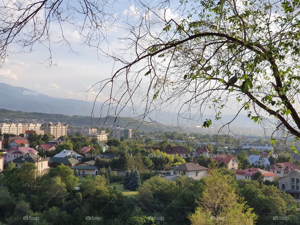 bird looking on the city from the tree on a hill