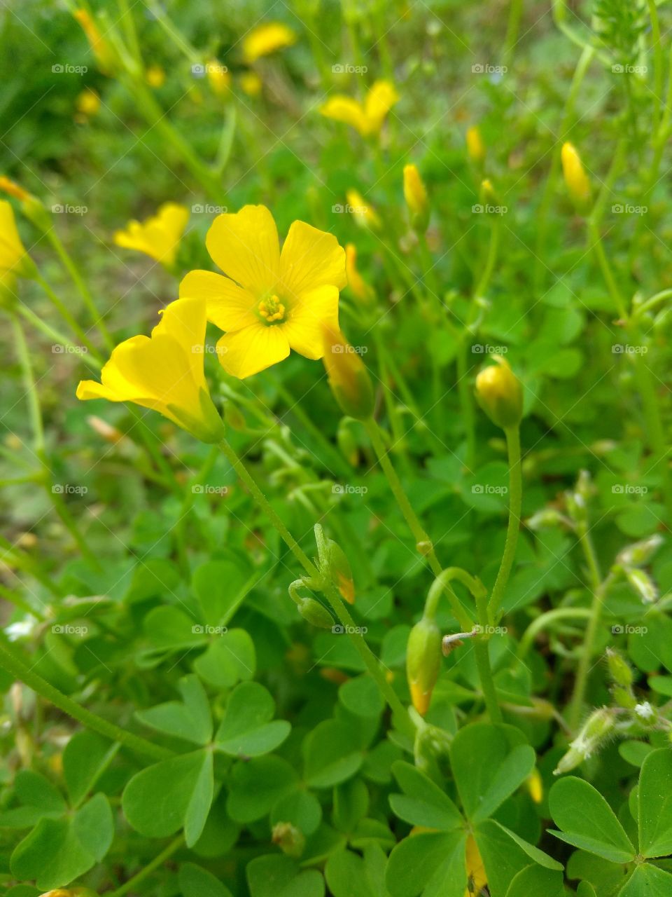 stunning little yellow flowers atop of a bed of clovers
