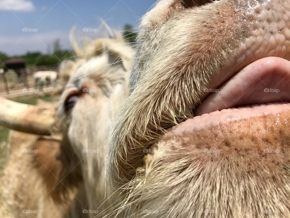 Cow tongue 