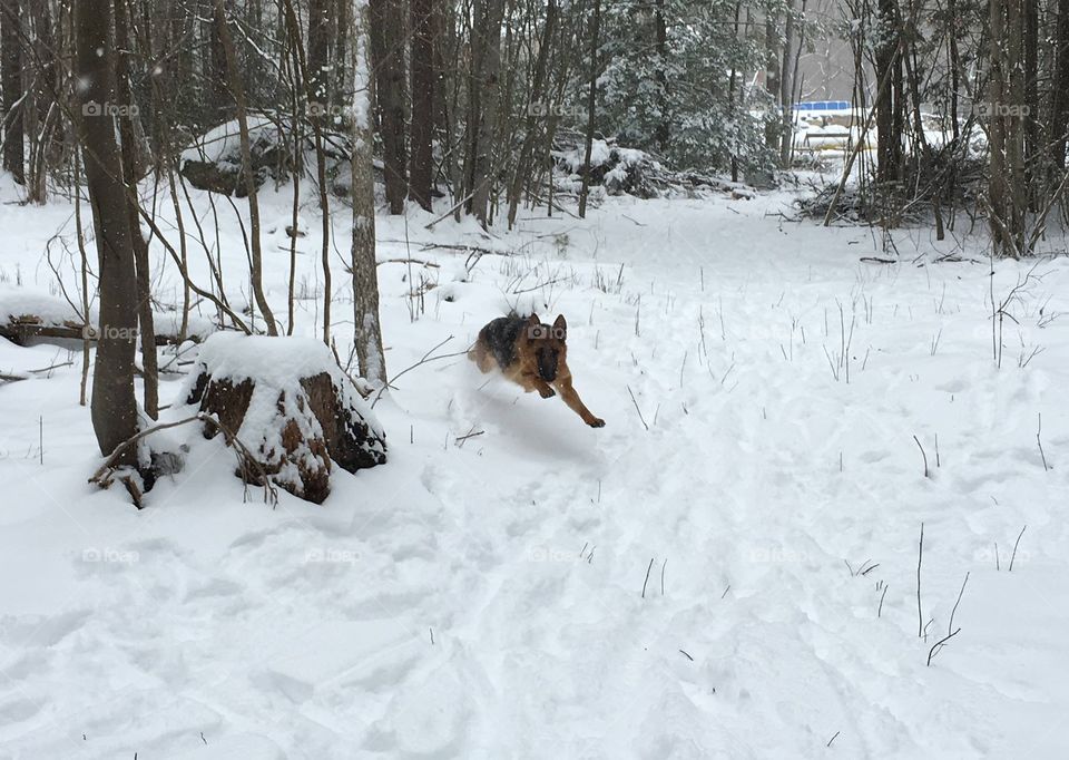 Bella running in the snow