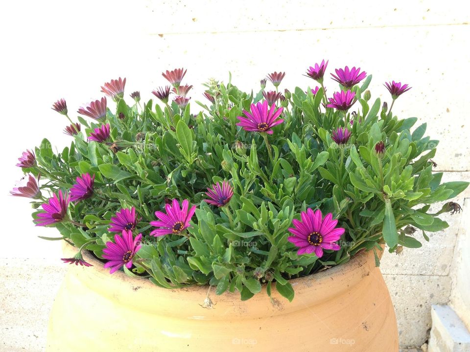 Garden in a pot!