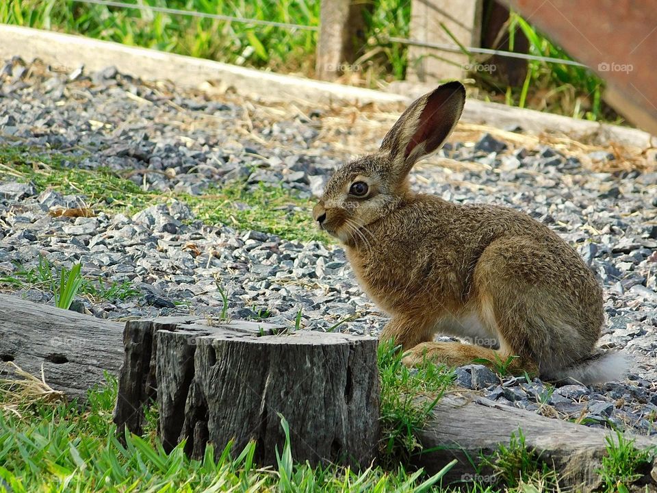 rabbit nature