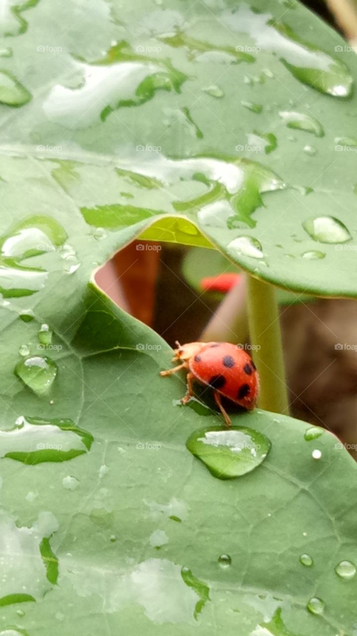 Ladybirds