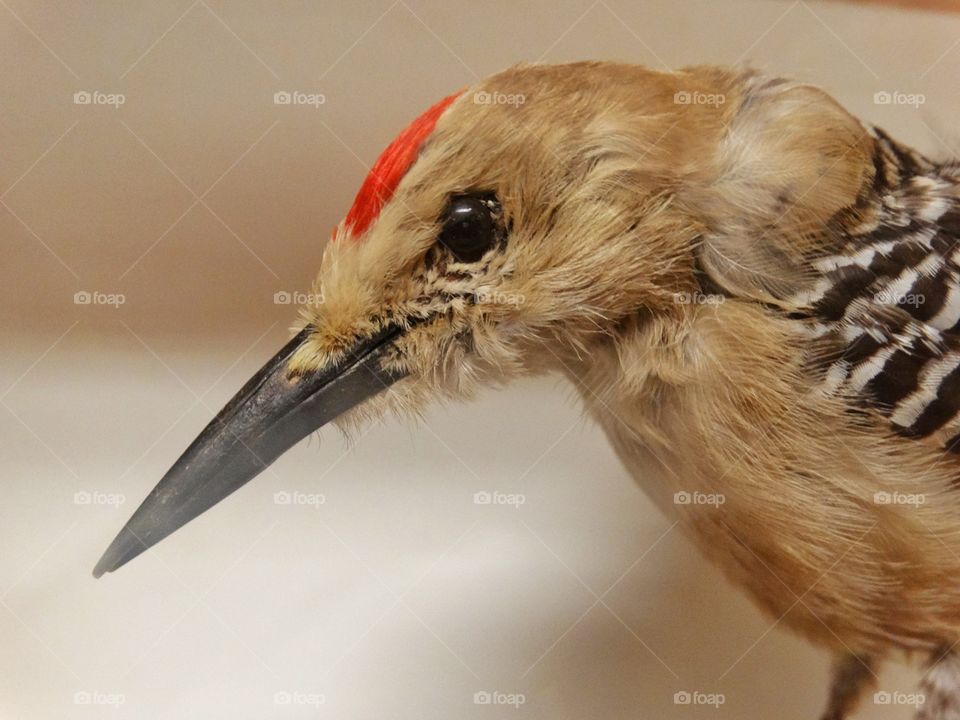 Kingfisher Bird With Red Crest