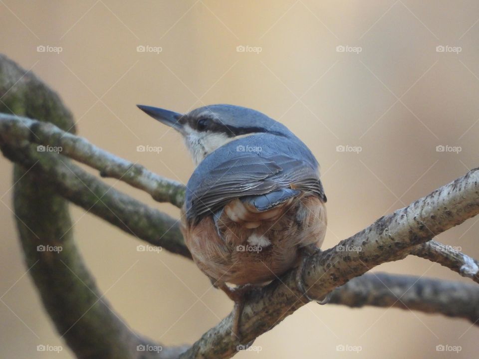A nuthatch in a tree