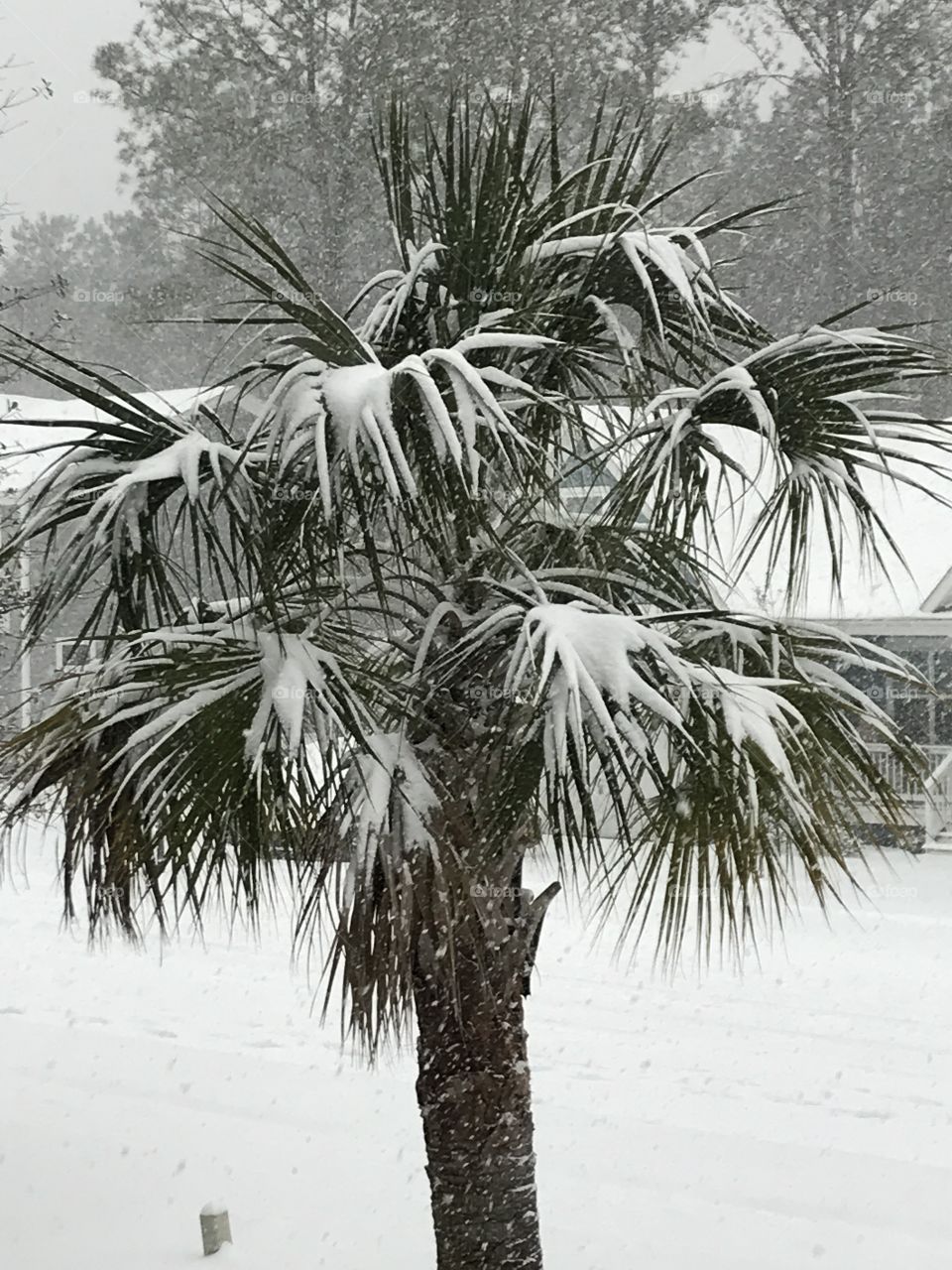 Snow palm tree