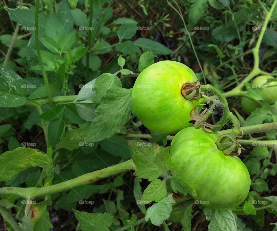 Gardening-homegrown tomatoes.