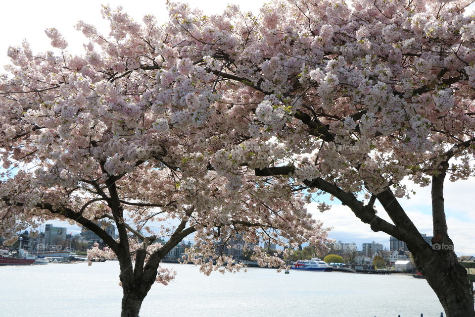 Trees in bloom 