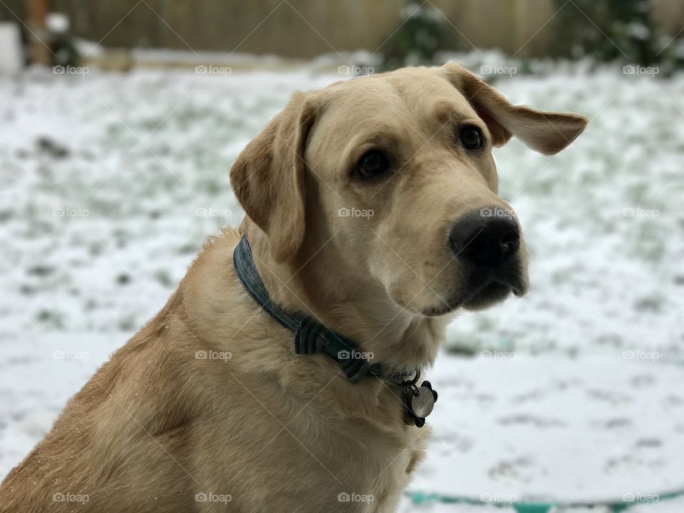 Dog, Pet, Animal, Portrait, Canine