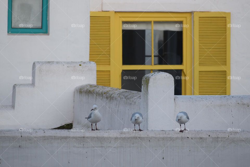 Birds on a wall