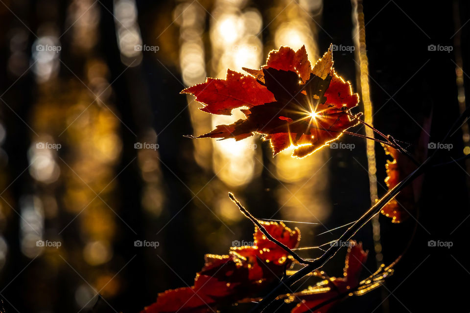 A starburst from the sun peeking through a tiny hole in an autumn maple leaf. Raleigh, North Carolina. 