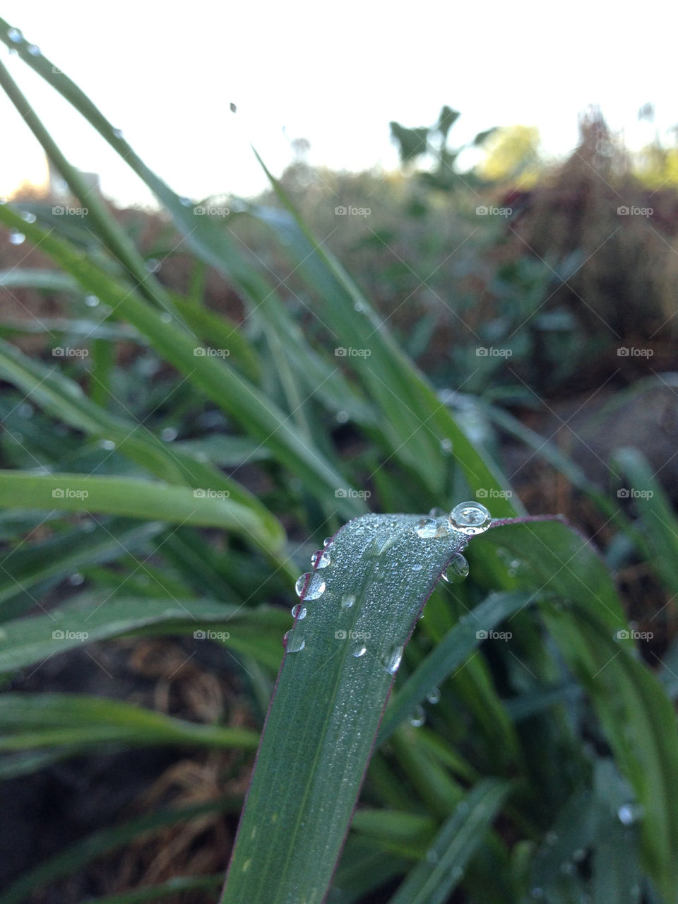 green grass rain by TheShaman