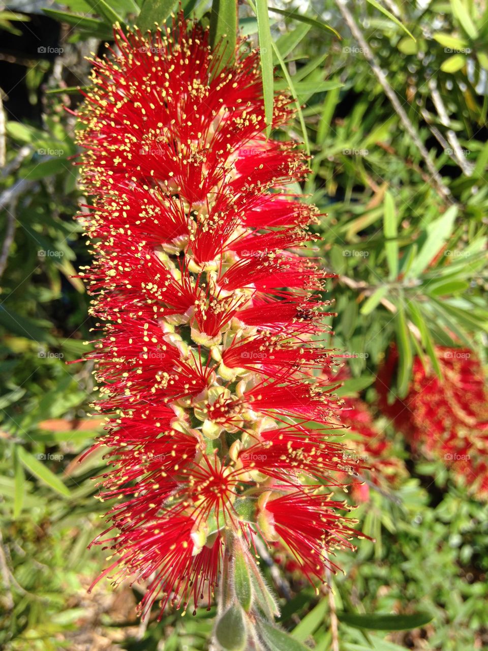 Red flower